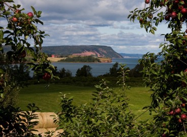Utilisation de la bouillie bordelaise au jardin : règles pour traiter les jardins contre les champignons au printemps et en automne