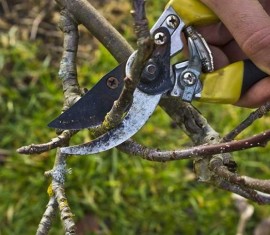 Que faire des gourmands sur un pommier : les supprimer ou les greffer à nouveau ?