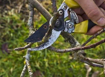 Que faire des gourmands sur un pommier : les supprimer ou les greffer à nouveau ?