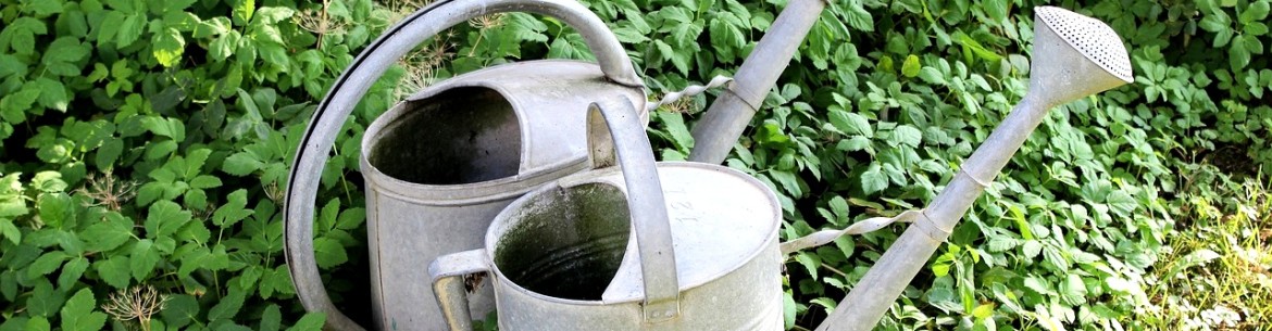 Règles d'arrosage des pommiers : comment arroser après la plantation, pendant la floraison, la fructification et en hiver