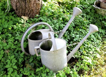 Règles d'arrosage des pommiers : comment arroser après la plantation, pendant la floraison, la fructification et en hiver