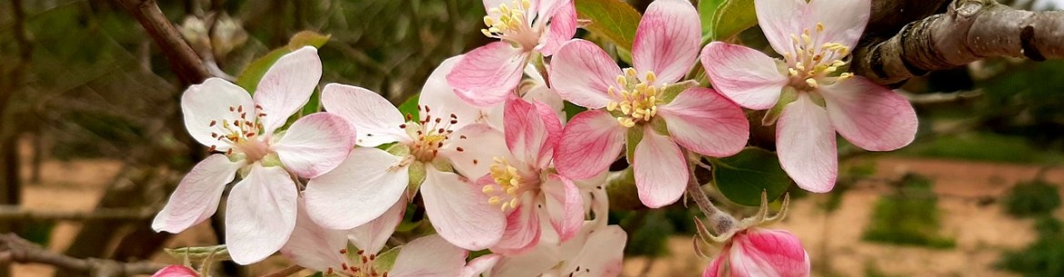 Traitement des pommiers à l'urée : avantages, règles d'utilisation, solutions de fertilisation et de pulvérisation