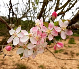 Traitement des pommiers à l'urée : avantages, règles d'utilisation, solutions de fertilisation et de pulvérisation