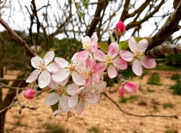 Traitement des pommiers à l'urée : avantages, règles d'utilisation, solutions de fertilisation et de pulvérisation