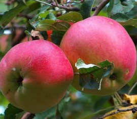 Pommier Aport Dubrovsky : caractéristiques de la variété et entretien