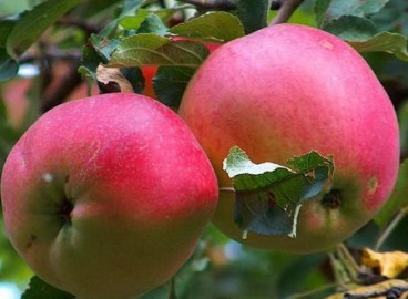 Pommier Aport Dubrovsky : caractéristiques de la variété et entretien