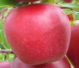 Pommier Gala : caractéristiques de la variété et entretien