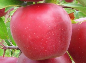 Pommier Gala : caractéristiques de la variété et entretien