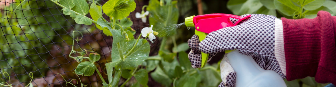 Comment se débarrasser des pucerons au jardin : méthodes de lutte efficaces
