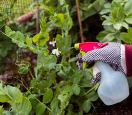 Comment se débarrasser des pucerons au jardin : méthodes de lutte efficaces