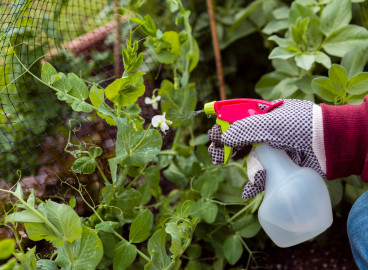 Comment se débarrasser des pucerons au jardin : méthodes de lutte efficaces