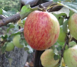 Pommier Titovka : caractéristiques de la variété et entretien