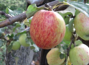 Pommier Titovka : caractéristiques de la variété et entretien