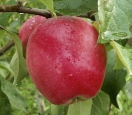 Pommier Scarlet Sails : caractéristiques de la variété et entretien