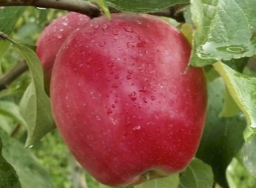 Pommier Scarlet Sails : caractéristiques de la variété et entretien