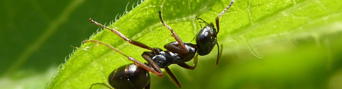 Comment se débarrasser des fourmis sur un pommier : les meilleures méthodes de lutte