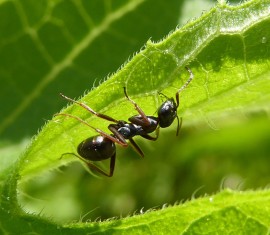 Comment se débarrasser des fourmis sur un pommier : les meilleures méthodes de lutte
