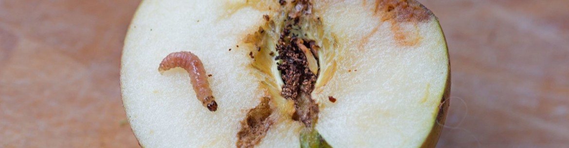 Pourquoi les pommes sont-elles véreuses sur l'arbre et que faire pour y remédier ?