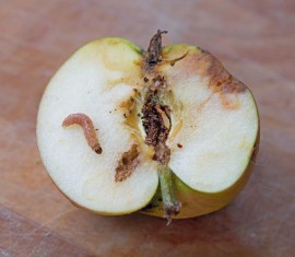 Pourquoi les pommes sont-elles véreuses sur l'arbre et que faire pour y remédier ?