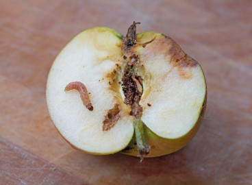 Pourquoi les pommes sont-elles véreuses sur l'arbre et que faire pour y remédier ?