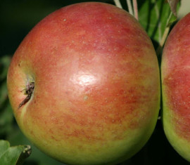 Pommier Senator : caractéristiques de la variété et entretien