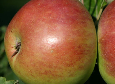 Pommier Senator : caractéristiques de la variété et entretien