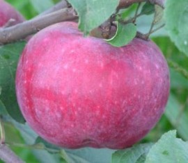 Pommier Terentyevka : caractéristiques de la variété et entretien