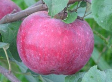 Pommier Terentyevka : caractéristiques de la variété et entretien