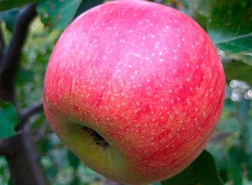 Pommier Stark : caractéristiques de la variété et entretien