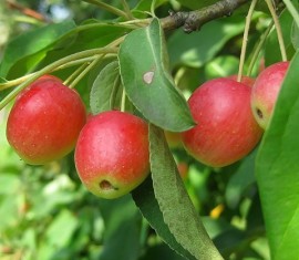 Pommier « Fonarik » : caractéristiques de la variété et entretien