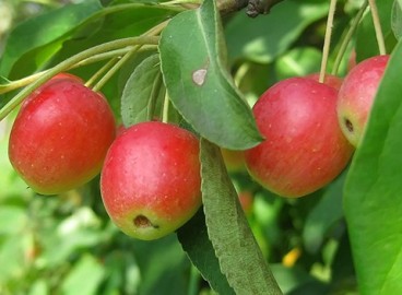 Pommier « Fonarik » : caractéristiques de la variété et entretien