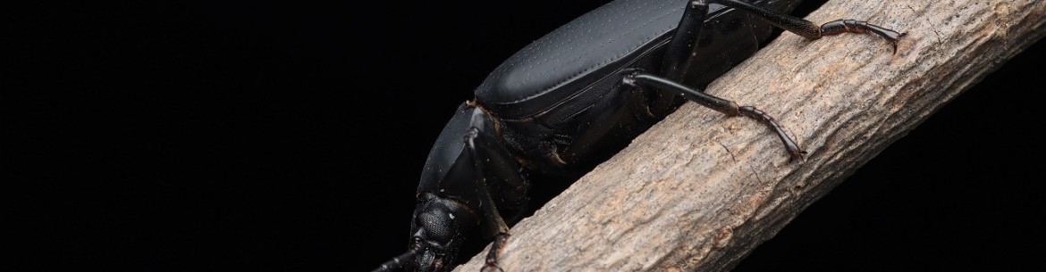 Comment se débarrasser des vers fil-de-fer sur sa propriété au printemps