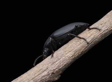 Comment se débarrasser des vers fil-de-fer sur sa propriété au printemps