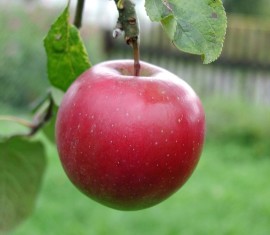 Légende du pommier : caractéristiques de la variété et entretien