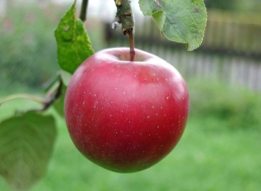 Légende du pommier : caractéristiques de la variété et entretien