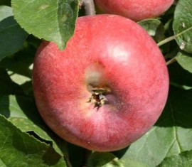 Pommier Molodezhnoye : caractéristiques de la variété et entretien