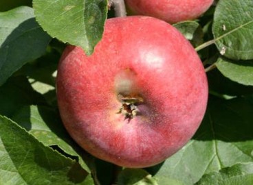 Pommier Molodezhnoye : caractéristiques de la variété et entretien