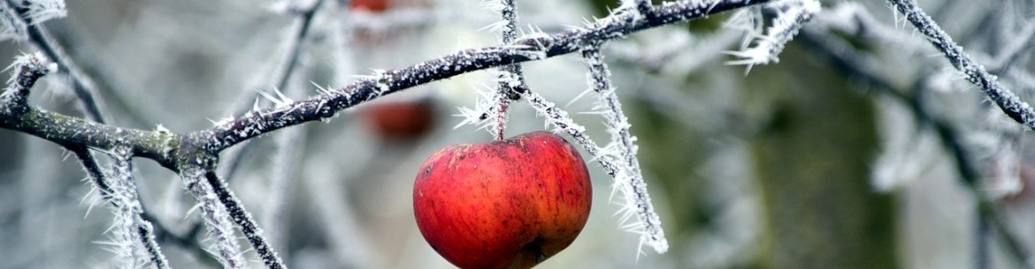 Comment protéger les pommiers pour l'hiver – Protections pour jeunes arbres et arbres adultes