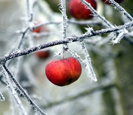 Comment protéger les pommiers pour l'hiver – Protections pour jeunes arbres et arbres adultes