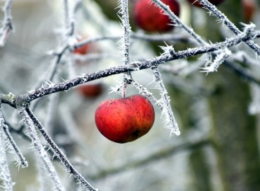 Comment protéger les pommiers pour l'hiver – Protections pour jeunes arbres et arbres adultes
