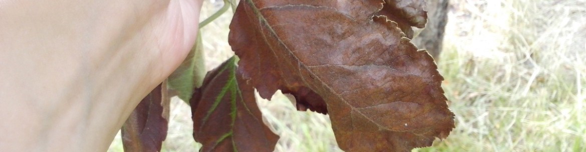 Que faire si des feuilles brunes apparaissent sur un pommier