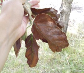 Que faire si des feuilles brunes apparaissent sur un pommier