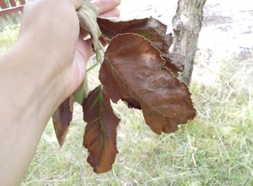 Que faire si des feuilles brunes apparaissent sur un pommier