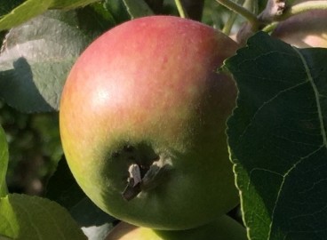 Pommier Sayanskoye (Martyanovskoye) : caractéristiques de la variété et entretien