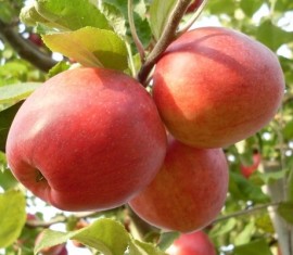 Pommier à safran : caractéristiques de la variété et entretien