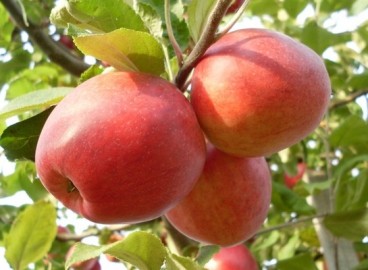 Pommier à safran : caractéristiques de la variété et entretien