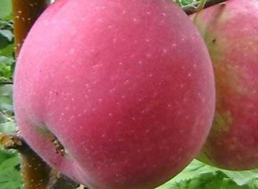 Pommier Welsey : caractéristiques de la variété et entretien