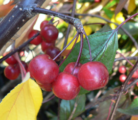 Pommier Royal Beauty : Variété et conseils d’entretien
