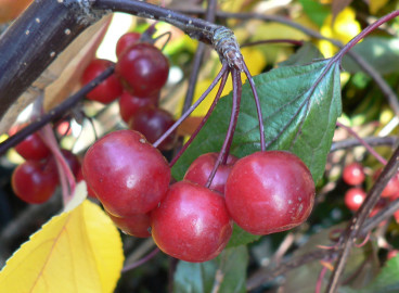 Pommier Royal Beauty : Variété et conseils d’entretien