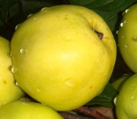 Pommier Cadeau d'automne : caractéristiques de la variété et entretien